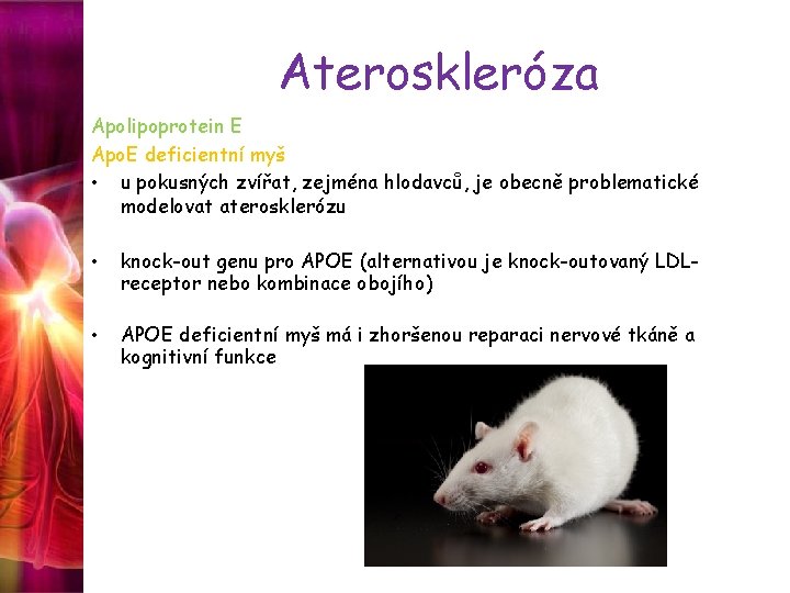 Ateroskleróza Apolipoprotein E Apo. E deficientní myš • u pokusných zvířat, zejména hlodavců, je