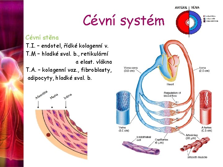 Cévní systém Cévní stěna T. I. – endotel, řídké kolagenní v. T. M –