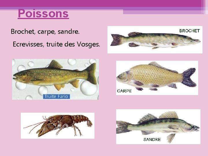 Poissons Brochet, carpe, sandre. Ecrevisses, truite des Vosges. 