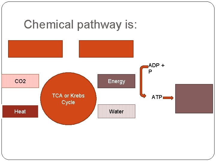 Chemical pathway is: 1/3 glucose Free fatty acids ADP + P CO 2 Energy