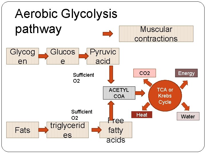 Aerobic Glycolysis pathway Glycog en Glucos e Muscular contractions Pyruvic acid CO 2 Sufficient