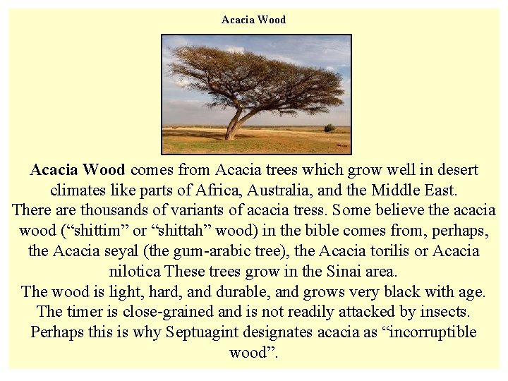 Acacia Wood Acacia Tree in the Negev Acacia Wood comes from Acacia trees which