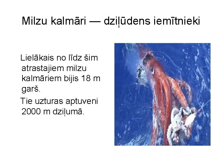 Milzu kalmāri — dziļūdens iemītnieki Lielākais no līdz šim atrastajiem milzu kalmāriem bijis 18