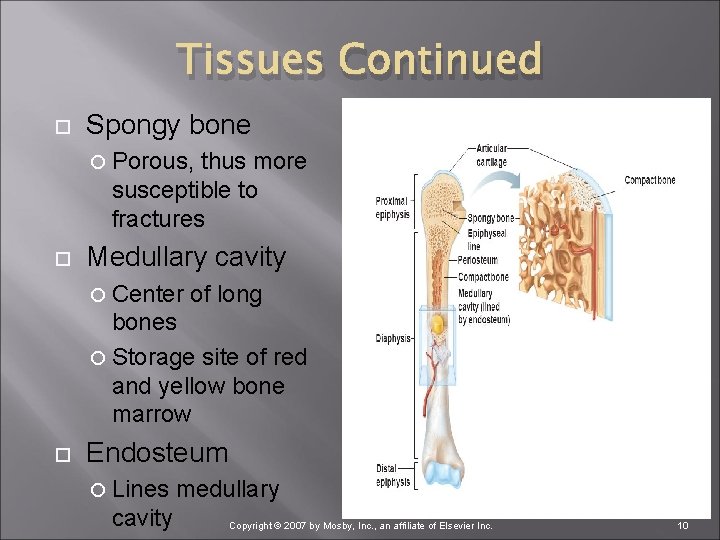 Tissues Continued Spongy bone Porous, thus more susceptible to fractures Medullary cavity Center of
