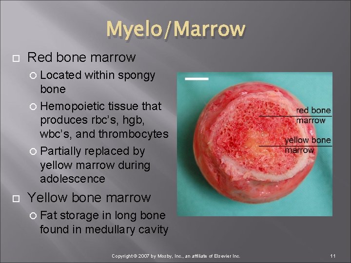 Myelo/Marrow Red bone marrow Located within spongy bone Hemopoietic tissue that produces rbc’s, hgb,