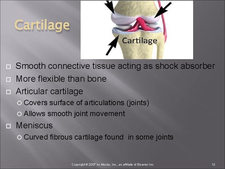 Cartilage Smooth connective tissue acting as shock absorber More flexible than bone Articular cartilage