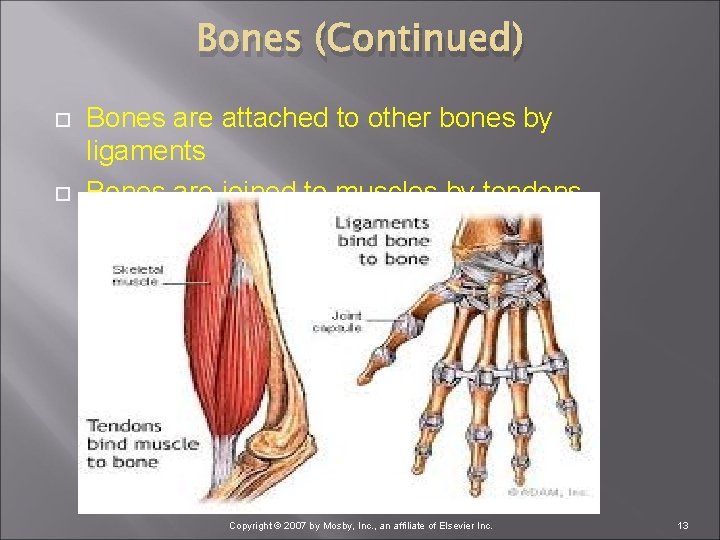 Bones (Continued) Bones are attached to other bones by ligaments Bones are joined to