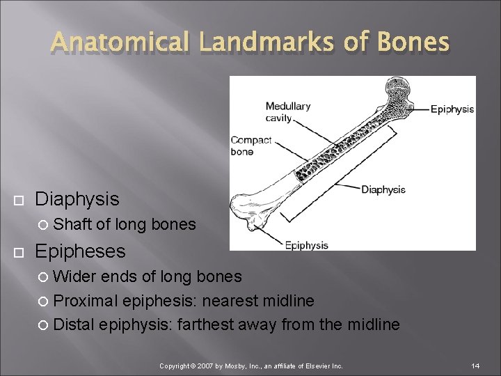 Anatomical Landmarks of Bones Diaphysis Shaft of long bones Epipheses Wider ends of long