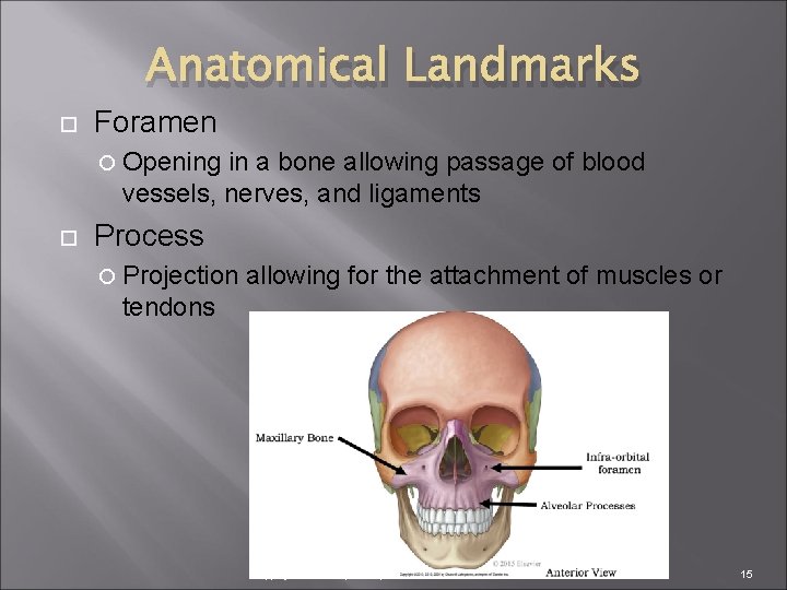 Anatomical Landmarks Foramen Opening in a bone allowing passage of blood vessels, nerves, and