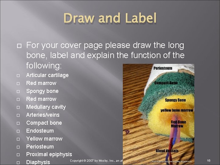 Draw and Label For your cover page please draw the long bone, label and
