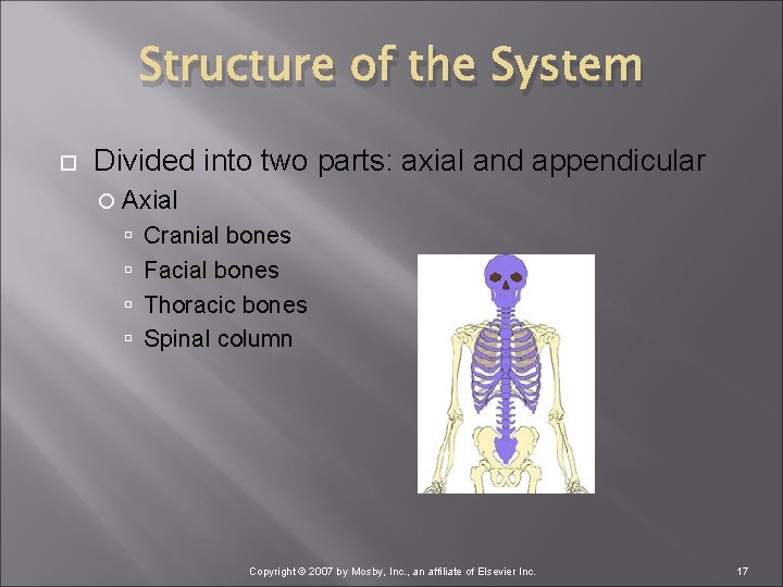 Structure of the System Divided into two parts: axial and appendicular Axial Cranial bones
