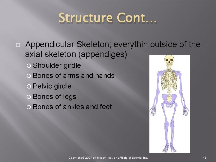 Structure Cont… Appendicular Skeleton; everythin outside of the axial skeleton (appendiges) Shoulder girdle Bones