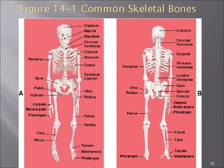 Figure 14 -1 Common Skeletal Bones Copyright © 2007 by Mosby, Inc. , an