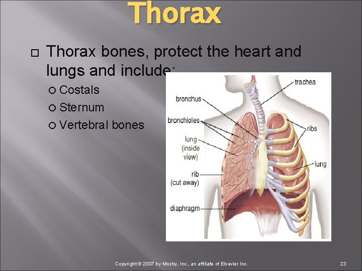 Thorax bones, protect the heart and lungs and include: Costals Sternum Vertebral bones Copyright