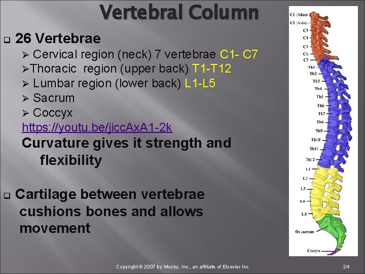 Vertebral Column q 26 Vertebrae Ø Cervical region (neck) 7 vertebrae C 1 ØThoracic