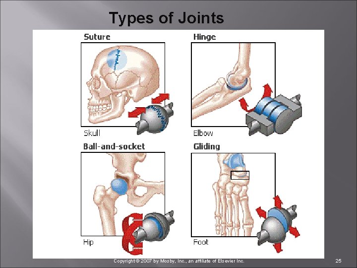 Types of Joints Copyright © 2007 by Mosby, Inc. , an affiliate of Elsevier