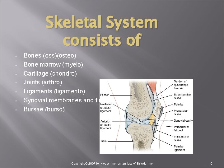 Skeletal System consists of • • Bones (oss)(osteo) Bone marrow (myelo) Cartilage (chondro) Joints
