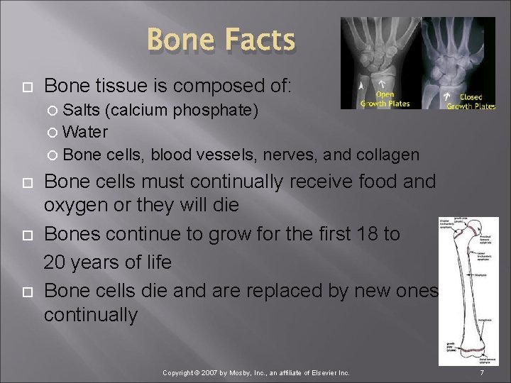 Bone Facts Bone tissue is composed of: Salts (calcium phosphate) Water Bone cells, blood