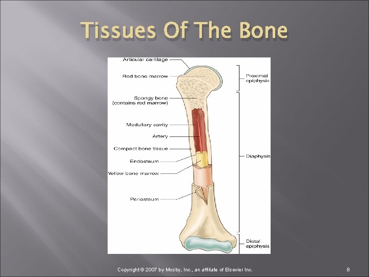 Tissues Of The Bone Copyright © 2007 by Mosby, Inc. , an affiliate of