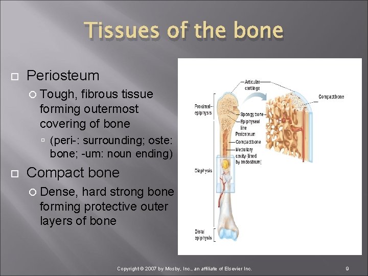 Tissues of the bone Periosteum Tough, fibrous tissue forming outermost covering of bone (peri