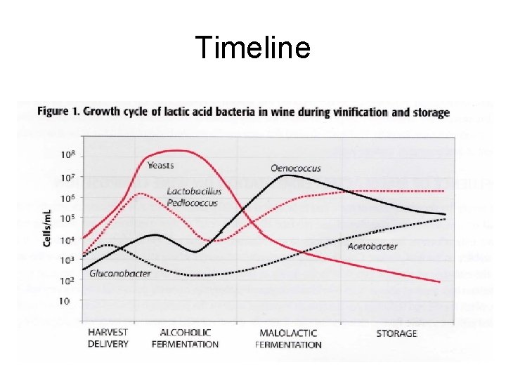 Timeline 