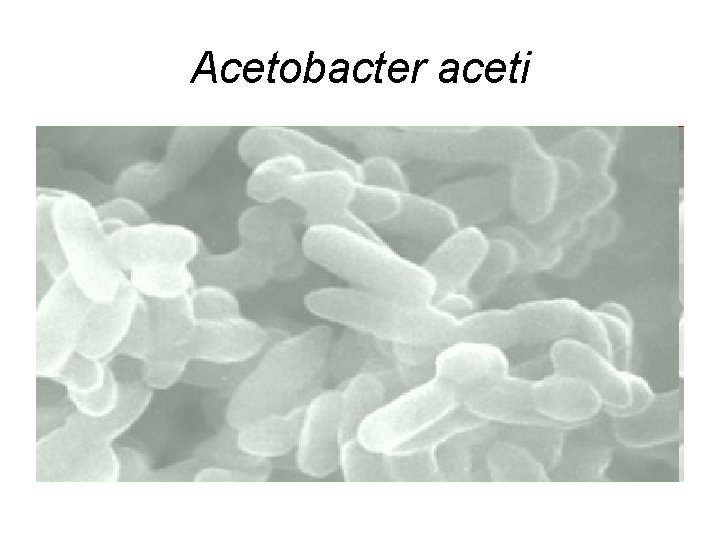 Acetobacter aceti 