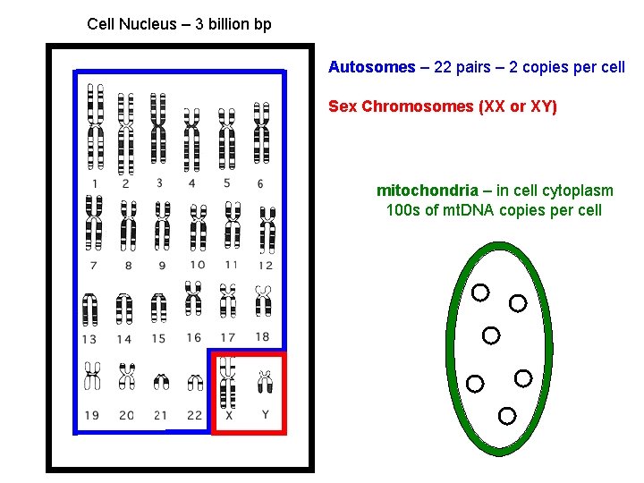 Cell Nucleus – 3 billion bp Autosomes – 22 pairs – 2 copies per Cell Nucleus – 3 billion bp Autosomes – 22 pairs – 2 copies per