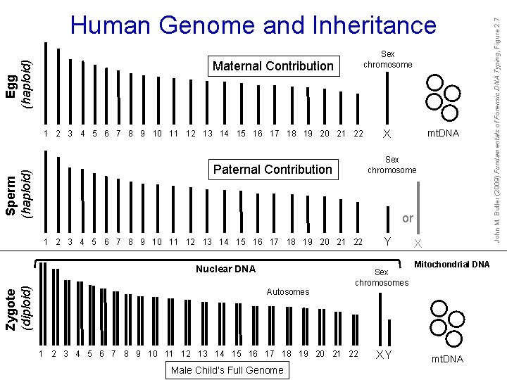Sex chromosome Maternal Contribution Sperm (haploid) 1 2 3 4 5 6 7 8 Sex chromosome Maternal Contribution Sperm (haploid) 1 2 3 4 5 6 7 8