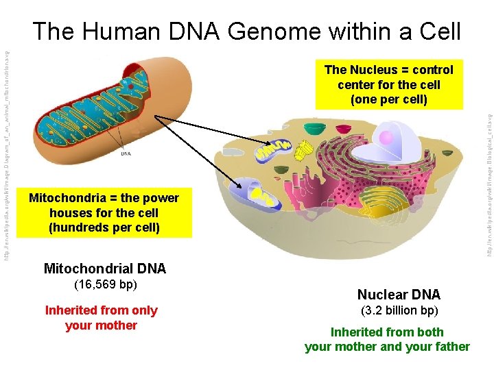The Nucleus = control center for the cell (one per cell) http: //en. wikipedia. The Nucleus = control center for the cell (one per cell) http: //en. wikipedia.