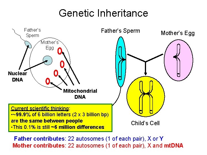 Genetic Inheritance Father’s Sperm Mother’s Egg Nuclear DNA Mitochondrial DNA Current scientific thinking: • Genetic Inheritance Father’s Sperm Mother’s Egg Nuclear DNA Mitochondrial DNA Current scientific thinking: •