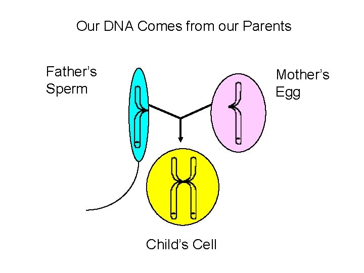 Our DNA Comes from our Parents Father’s Sperm Mother’s Egg Child’s Cell  Our DNA Comes from our Parents Father’s Sperm Mother’s Egg Child’s Cell