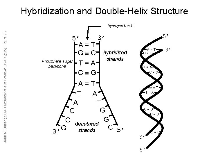 Hybridization and Double-Helix Structure John M. Butler (2009) Fundamentals of Forensic DNA Typing, Figure Hybridization and Double-Helix Structure John M. Butler (2009) Fundamentals of Forensic DNA Typing, Figure