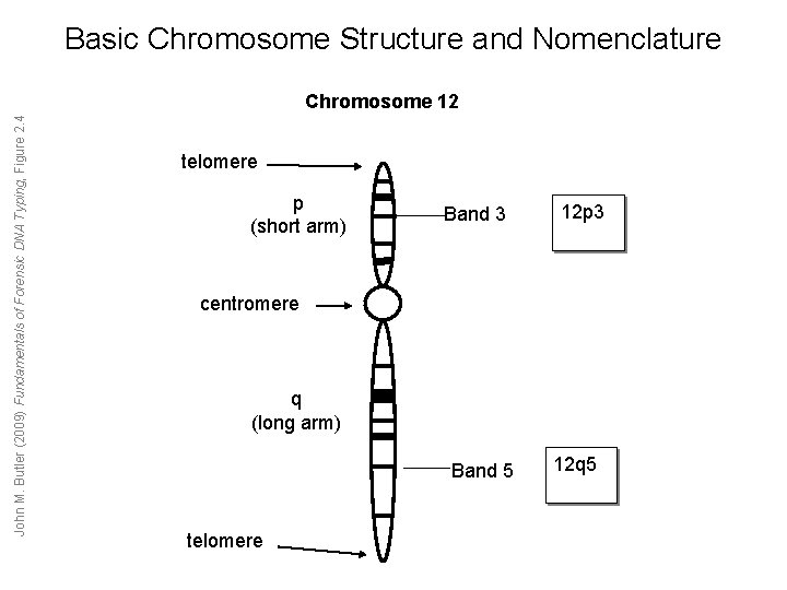 Basic Chromosome Structure and Nomenclature John M. Butler (2009) Fundamentals of Forensic DNA Typing, Basic Chromosome Structure and Nomenclature John M. Butler (2009) Fundamentals of Forensic DNA Typing,