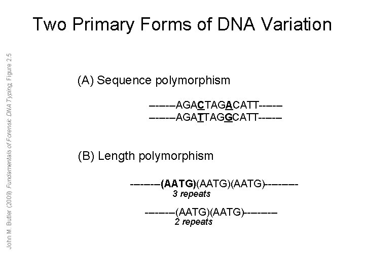 John M. Butler (2009) Fundamentals of Forensic DNA Typing, Figure 2. 5 Two Primary John M. Butler (2009) Fundamentals of Forensic DNA Typing, Figure 2. 5 Two Primary