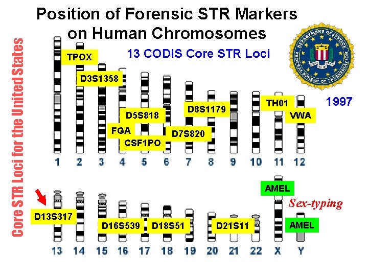 Core STR Loci for the United States Position of Forensic STR Markers on Human Core STR Loci for the United States Position of Forensic STR Markers on Human