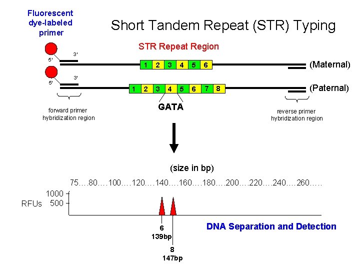 Fluorescent dye-labeled primer Short Tandem Repeat (STR) Typing STR Repeat Region 5′ 5′ 3′ Fluorescent dye-labeled primer Short Tandem Repeat (STR) Typing STR Repeat Region 5′ 5′ 3′