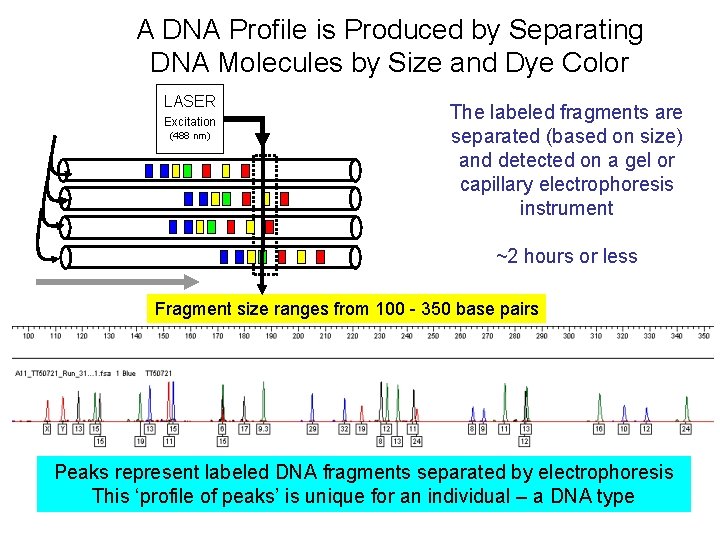 A DNA Profile is Produced by Separating DNA Molecules by Size and Dye Color A DNA Profile is Produced by Separating DNA Molecules by Size and Dye Color