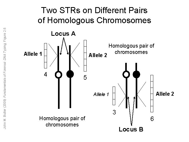 John M. Butler (2009) Fundamentals of Forensic DNA Typing, Figure 2. 6 Two STRs John M. Butler (2009) Fundamentals of Forensic DNA Typing, Figure 2. 6 Two STRs