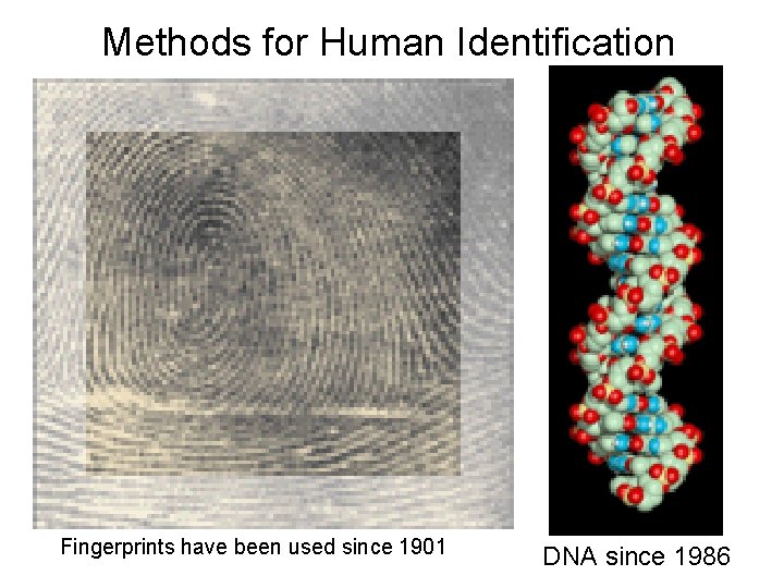 Methods for Human Identification Fingerprints have been used since 1901 DNA since 1986  Methods for Human Identification Fingerprints have been used since 1901 DNA since 1986