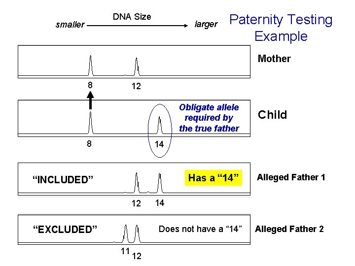 DNA Size smaller larger Paternity Testing Example Mother 8 12 Obligate allele required by DNA Size smaller larger Paternity Testing Example Mother 8 12 Obligate allele required by