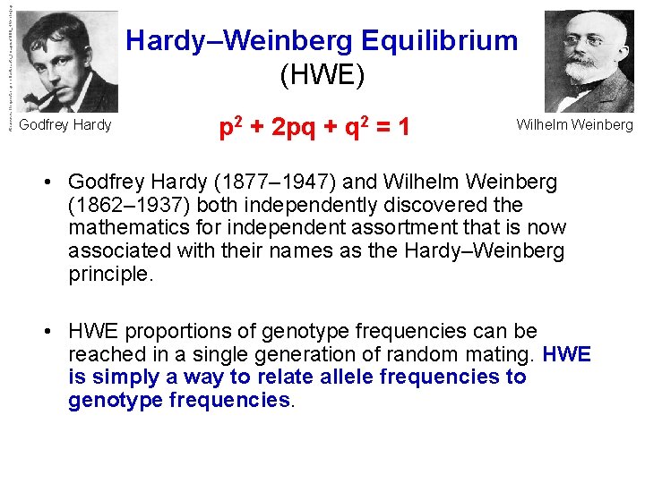 http: //www. bioquest. org/products/auth_images/7080_HW-pic. jpg Hardy–Weinberg Equilibrium (HWE) Godfrey Hardy p 2 + 2 http: //www. bioquest. org/products/auth_images/7080_HW-pic. jpg Hardy–Weinberg Equilibrium (HWE) Godfrey Hardy p 2 + 2