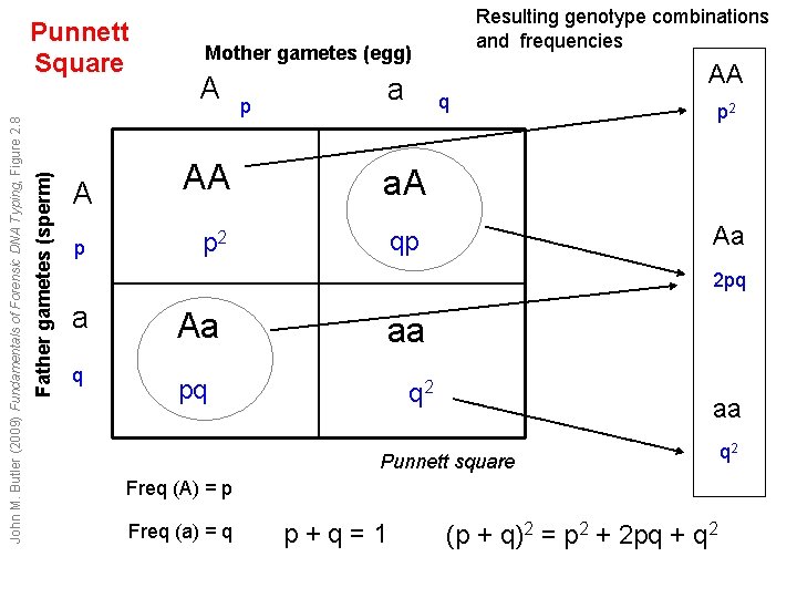 Father gametes (sperm) John M. Butler (2009) Fundamentals of Forensic DNA Typing, Figure 2. Father gametes (sperm) John M. Butler (2009) Fundamentals of Forensic DNA Typing, Figure 2.