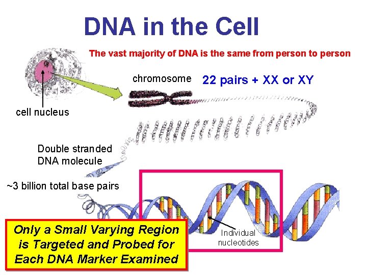 DNA in the Cell The vast majority of DNA is the same from person DNA in the Cell The vast majority of DNA is the same from person