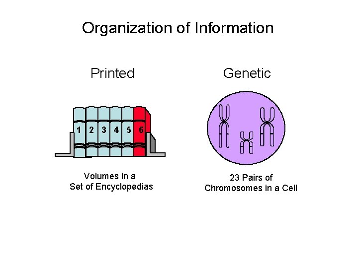 Organization of Information Printed Genetic 1 2 3 4 5 6 Volumes in a Organization of Information Printed Genetic 1 2 3 4 5 6 Volumes in a