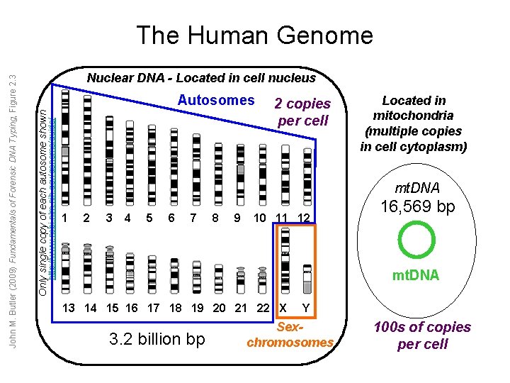 Nuclear DNA - Located in cell nucleus Autosomes http: //www. ncbi. nlm. nih. gov/genome/guide/ Nuclear DNA - Located in cell nucleus Autosomes http: //www. ncbi. nlm. nih. gov/genome/guide/