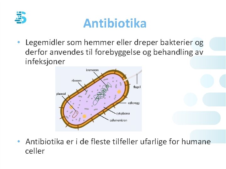 Antibiotika • Legemidler som hemmer eller dreper bakterier og derfor anvendes til forebyggelse og