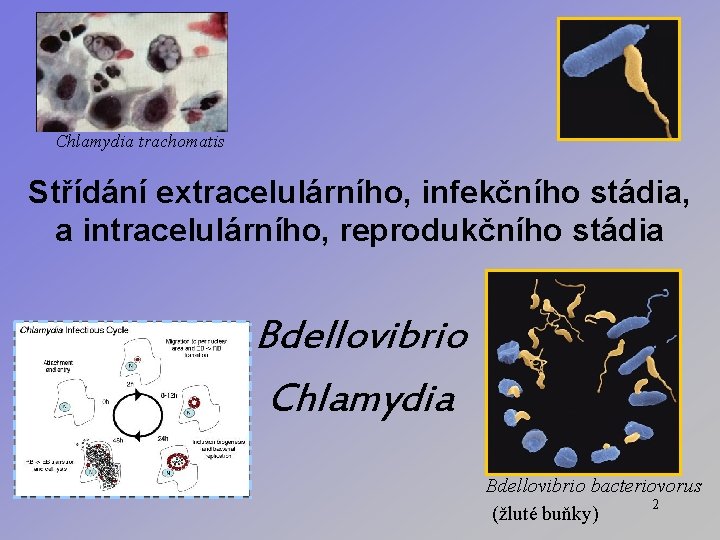 Chlamydia trachomatis Střídání extracelulárního, infekčního stádia, a intracelulárního, reprodukčního stádia Bdellovibrio Chlamydia Bdellovibrio bacteriovorus