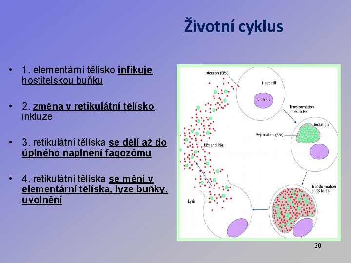 Životní cyklus • 1. elementární tělísko infikuje hostitelskou buňku • 2. změna v retikulátní