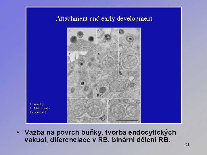  • Vazba na povrch buňky, tvorba endocytických vakuol, diferenciace v RB, binární dělení