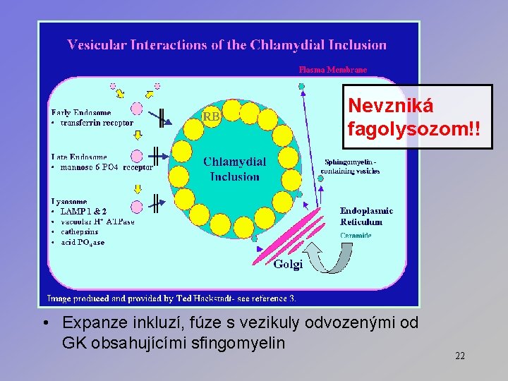 Nevzniká fagolysozom!! • Expanze inkluzí, fúze s vezikuly odvozenými od GK obsahujícími sfingomyelin 22